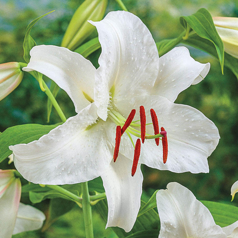 Lily Casa Blanca | Lilies | Bulbs | Windy Ridge